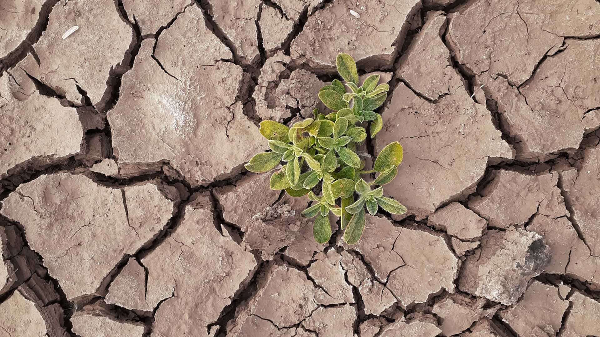 A shoot out of dry ground